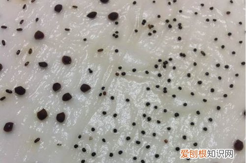 图 满天星种子怎么催芽 满天星种子多久发芽