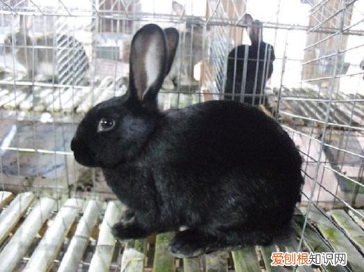 莲山黑兔怎么训练,莲山黑兔能长多大