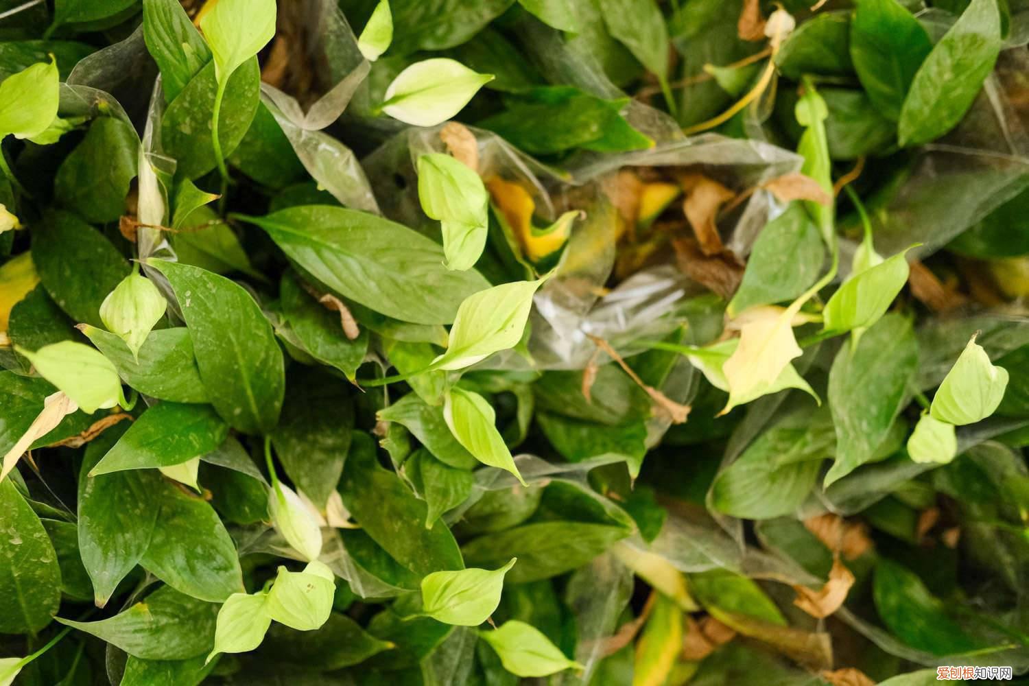 白鹤芋修剪方法图片 白鹤芋修剪方法