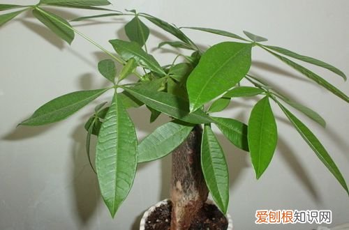 图 发财树怎么护理 发财树浇水的正确方法