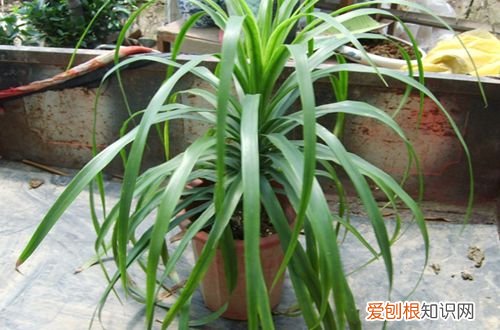 图 龙血树叶子发黄怎么办 龙血树多久浇一次水