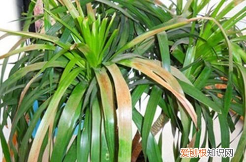 图 龙血树叶子发黄怎么办 龙血树多久浇一次水