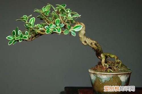 图 六月雪黄叶子怎么回事 六月雪叶子发黄掉落怎么办