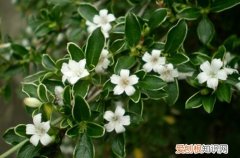 图 六月雪黄叶子怎么回事 六月雪叶子发黄掉落怎么办