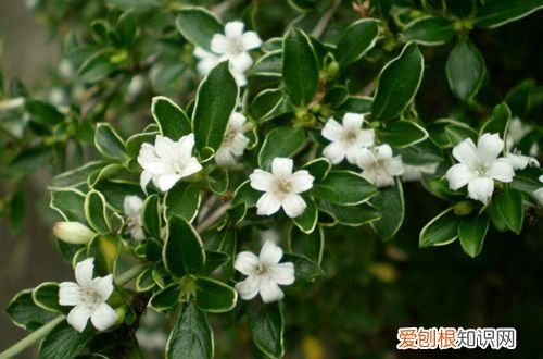 图 六月雪黄叶子怎么回事 六月雪叶子发黄掉落怎么办