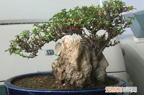 图 六月雪黄叶子怎么回事 六月雪叶子发黄掉落怎么办