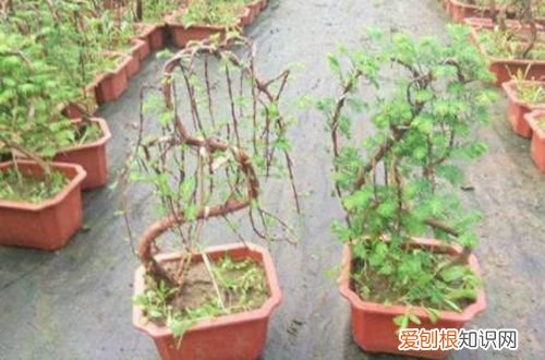 图 水杉盆景怎么养 水杉盆景的养殖方法和注意事项