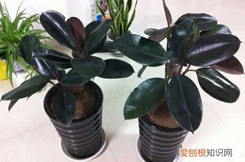 图 橡皮树叶子发黄的原因 橡皮树叶子发黄怎么办