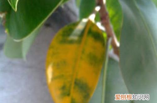 图 橡皮树叶子发黄的原因 橡皮树叶子发黄怎么办