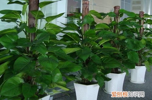 图 绿萝多久浇一次水 绿萝水浇多了怎么办