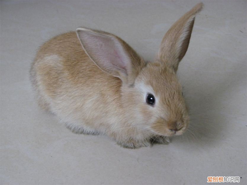 香槟兔好饲养吗,香槟兔好饲养吗视频