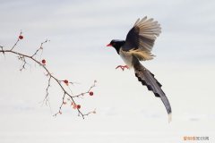 红嘴蓝鹊怎么洗澡，红嘴蓝鹊洗澡沐浴