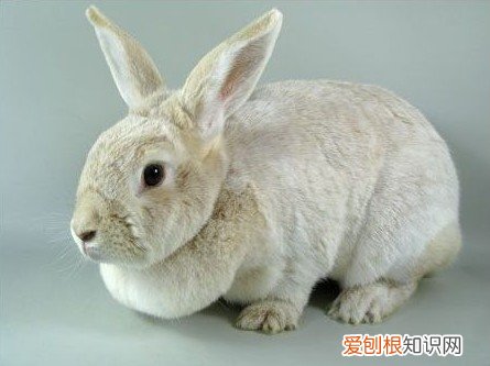 香槟兔的性格特点,香槟兔的性格特点和特点