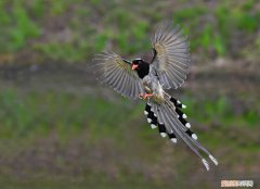 红嘴蓝鹊雏鸟吃什么，红嘴蓝鹊雏鸟要喂多久自己会吃