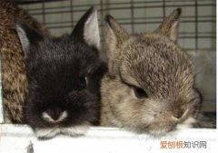 磨光兔如何养，如何养好兔