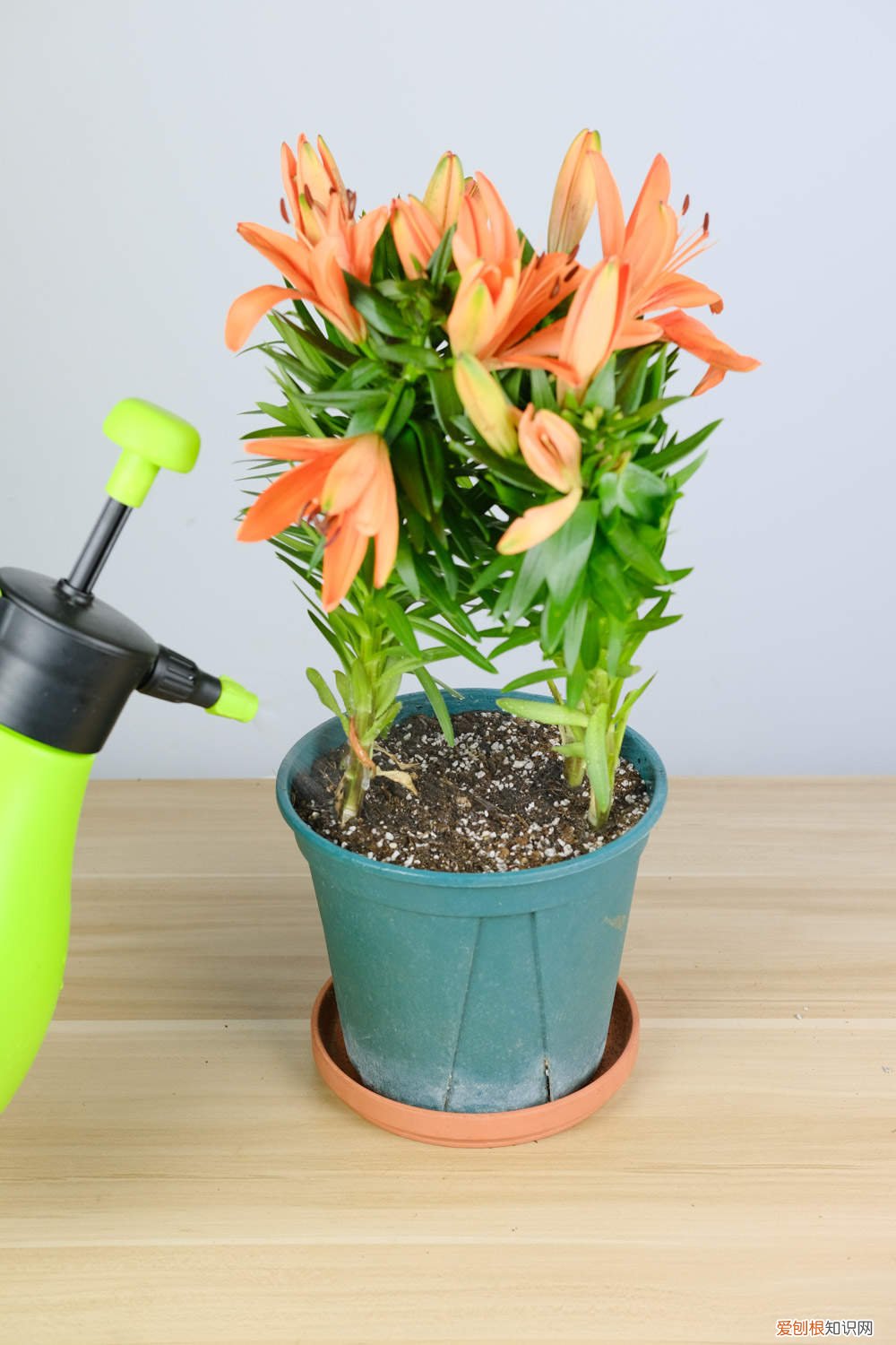 百合能分株吗 百合的分株繁殖方法