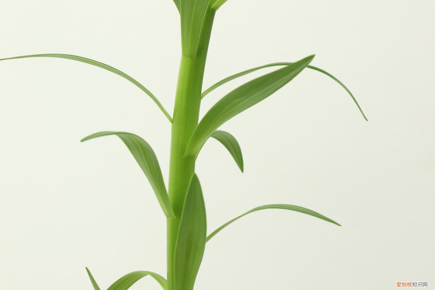 小盆栽百合花怎么养活 小盆栽百合花怎么养