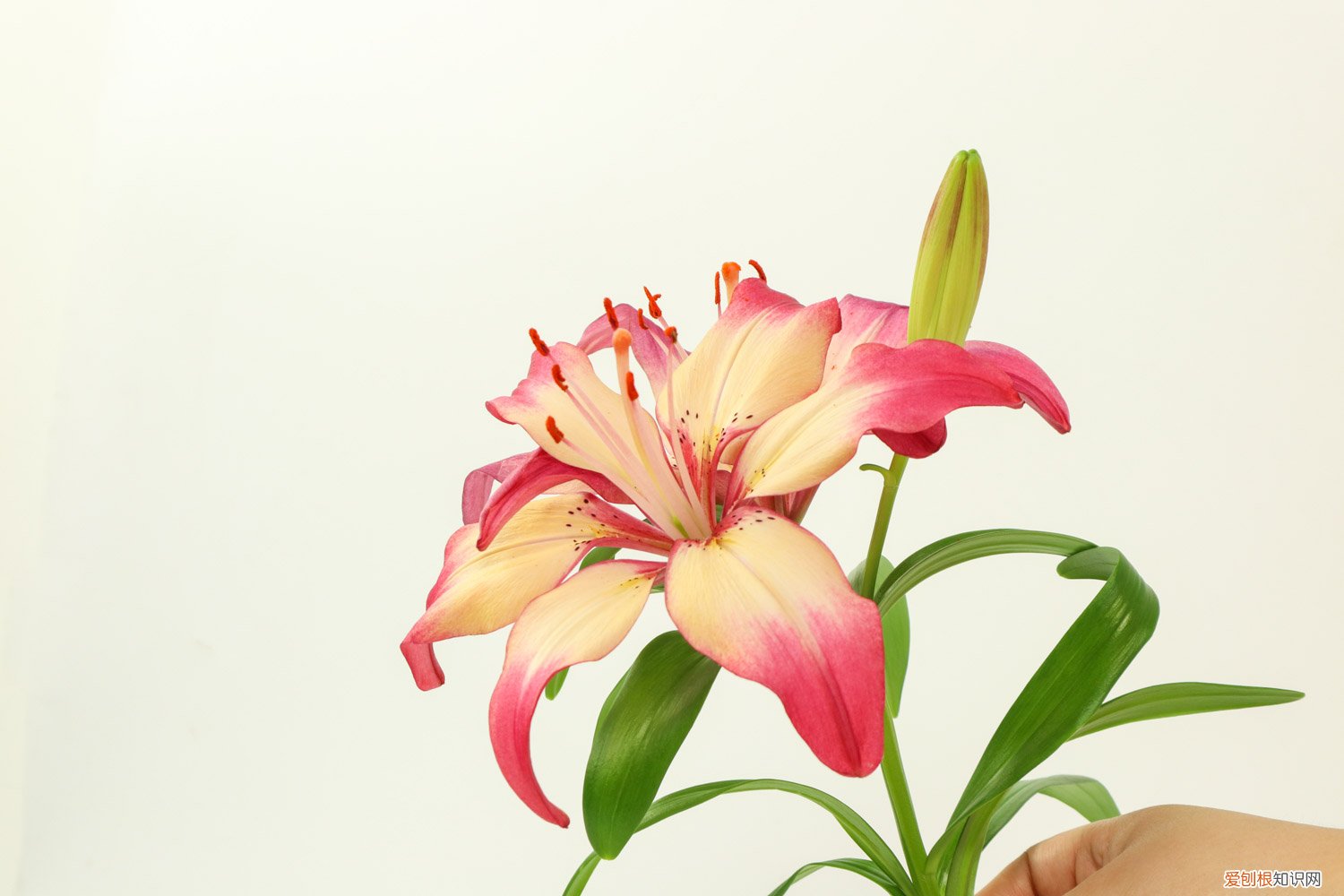 发芽后的百合花怎么处理 百合花珠芽怎么处理