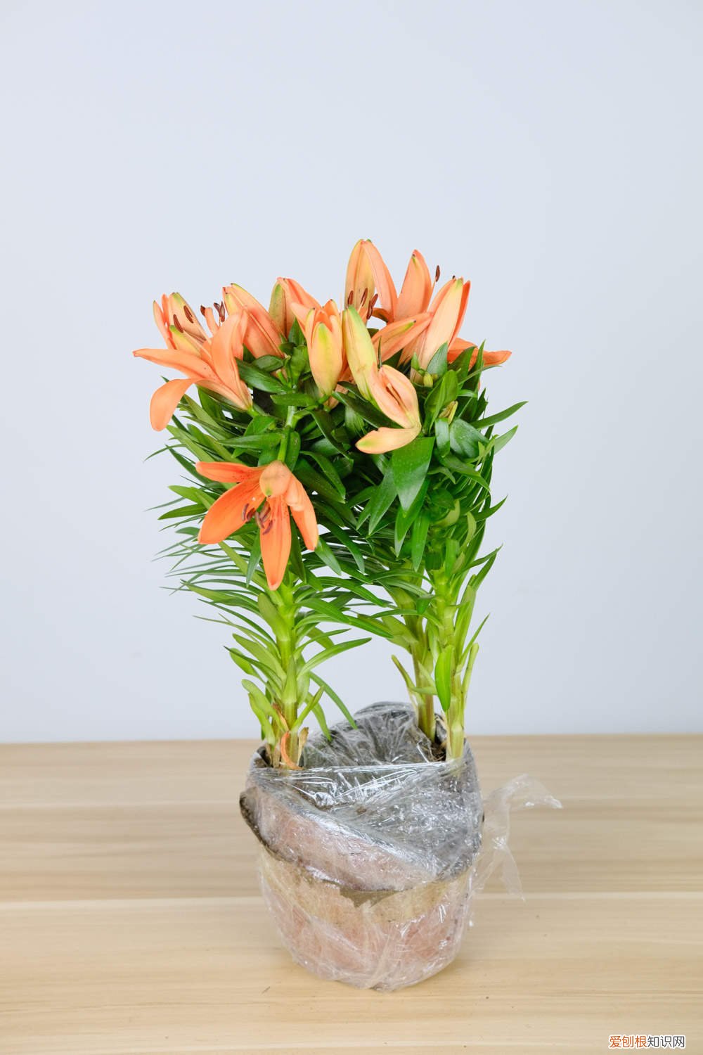 发芽后的百合花怎么处理 百合花珠芽怎么处理