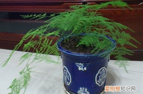 图 文竹叶子发黄是什么原因 文竹叶子发黄怎么办