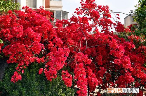 图 三角梅为什么不开花 三角梅不开花怎么办