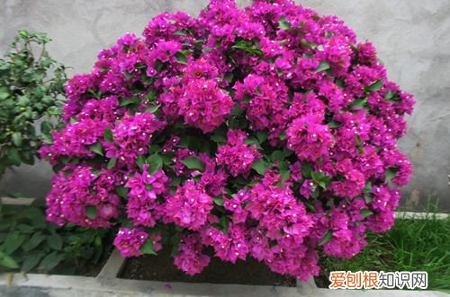 图 三角梅为什么不开花 三角梅不开花怎么办