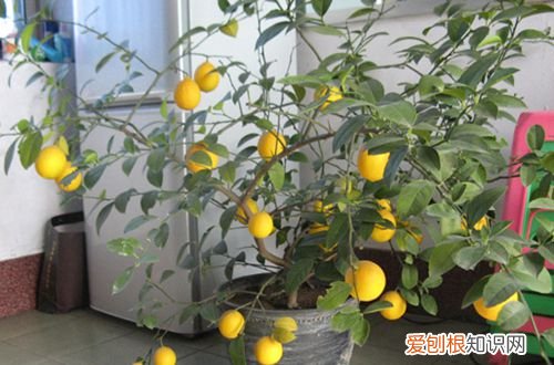 图 盆栽柠檬树叶子脱落的原因 盆栽柠檬树叶子脱落怎么办