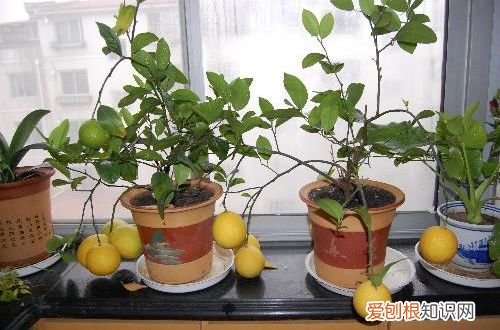 图 盆栽柠檬树叶子脱落的原因 盆栽柠檬树叶子脱落怎么办