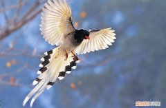 红嘴蓝鹊怎样叫，红嘴蓝鹊怎样叫出声