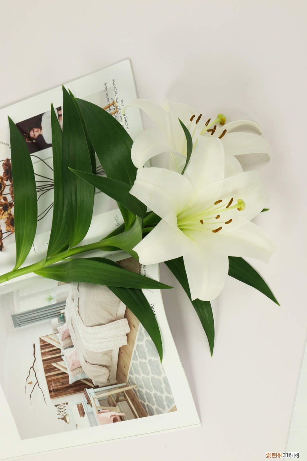 如何种植百合花? 如何在家种植百合花