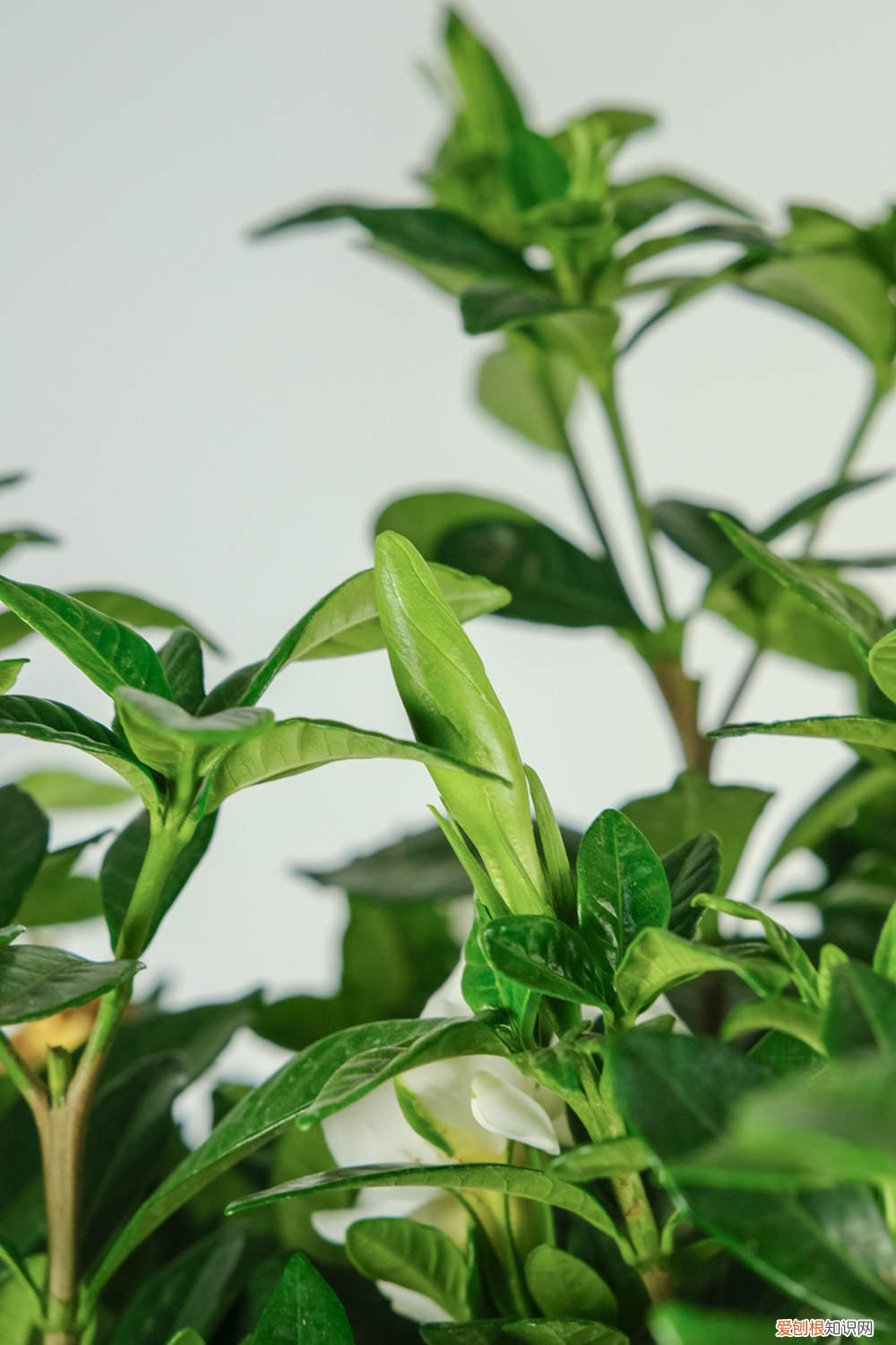 栀子花怎么摘心视频 栀子花怎么摘心