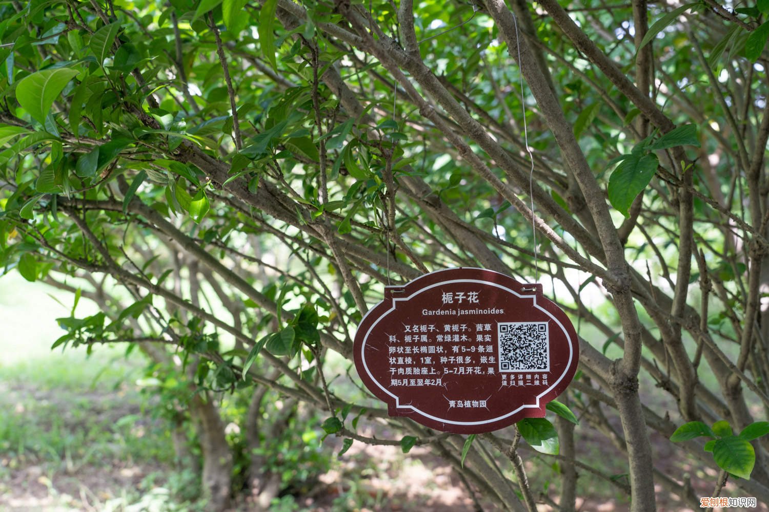 栀子花幼苗怎么修剪视频 栀子花幼苗怎么修剪