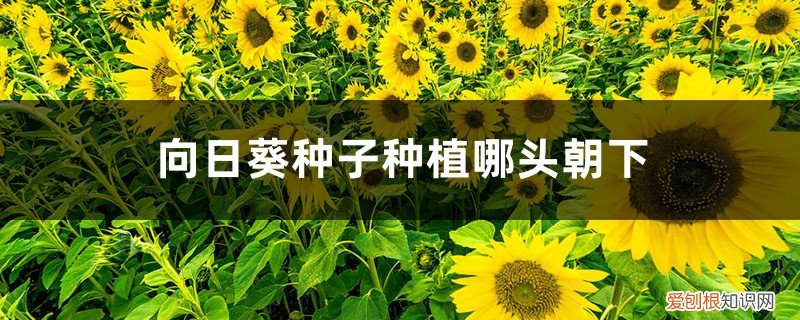 向日葵种子种植哪头朝下好 向日葵种子种植哪头朝下