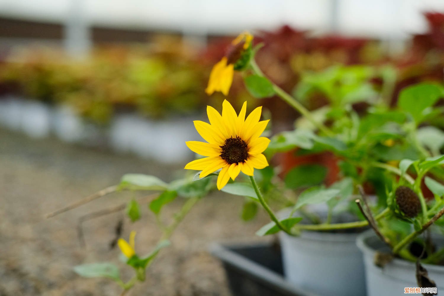 向日葵种子种植哪头朝下好 向日葵种子种植哪头朝下