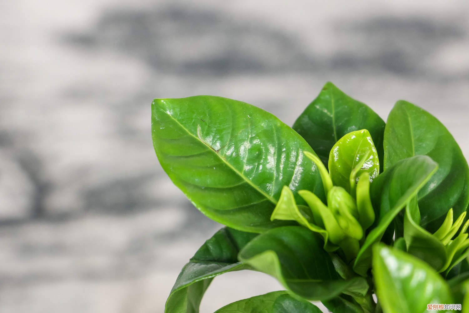 栀子花的养花技巧与方法 栀子花的养花技巧