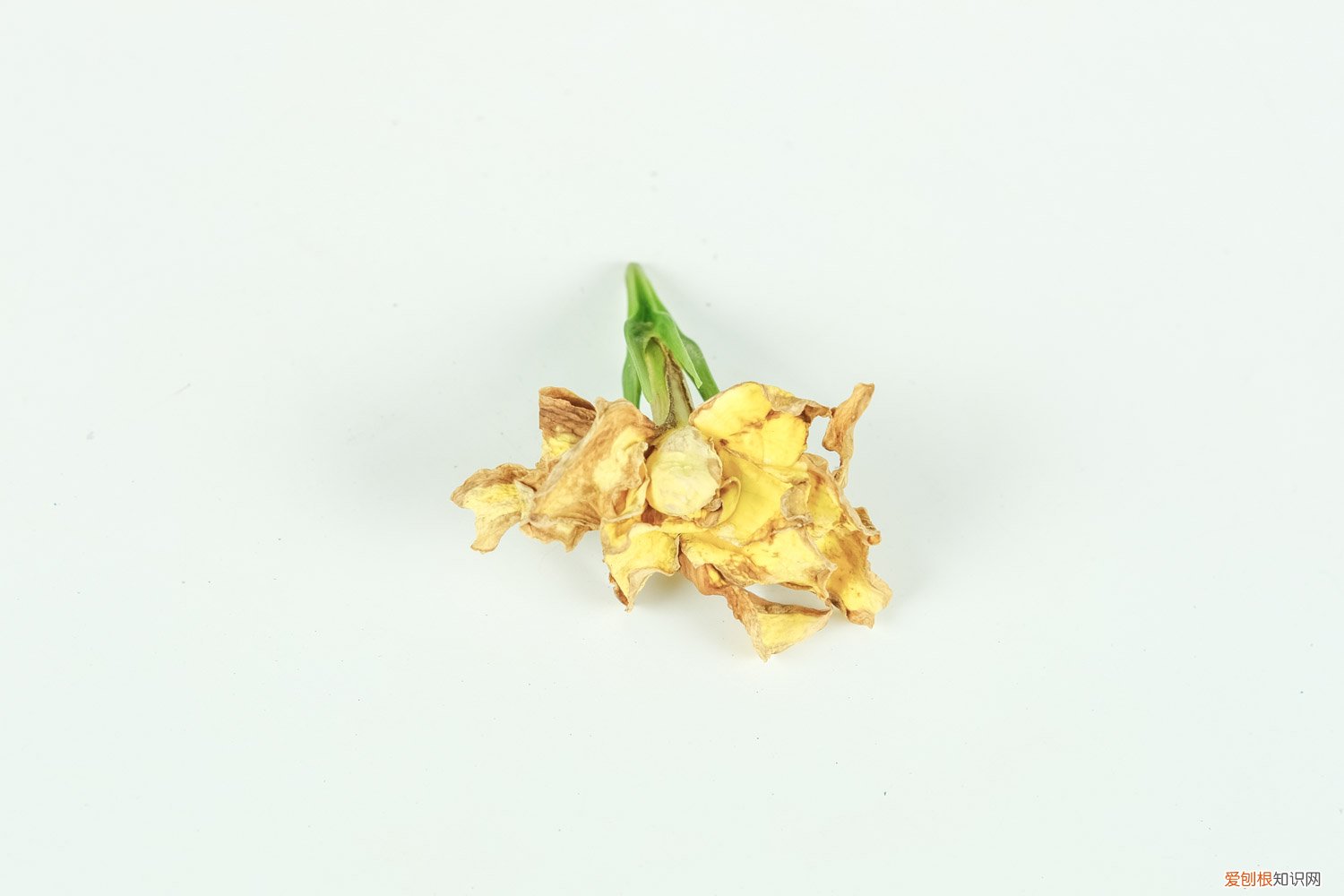 栀子花的养花技巧与方法 栀子花的养花技巧