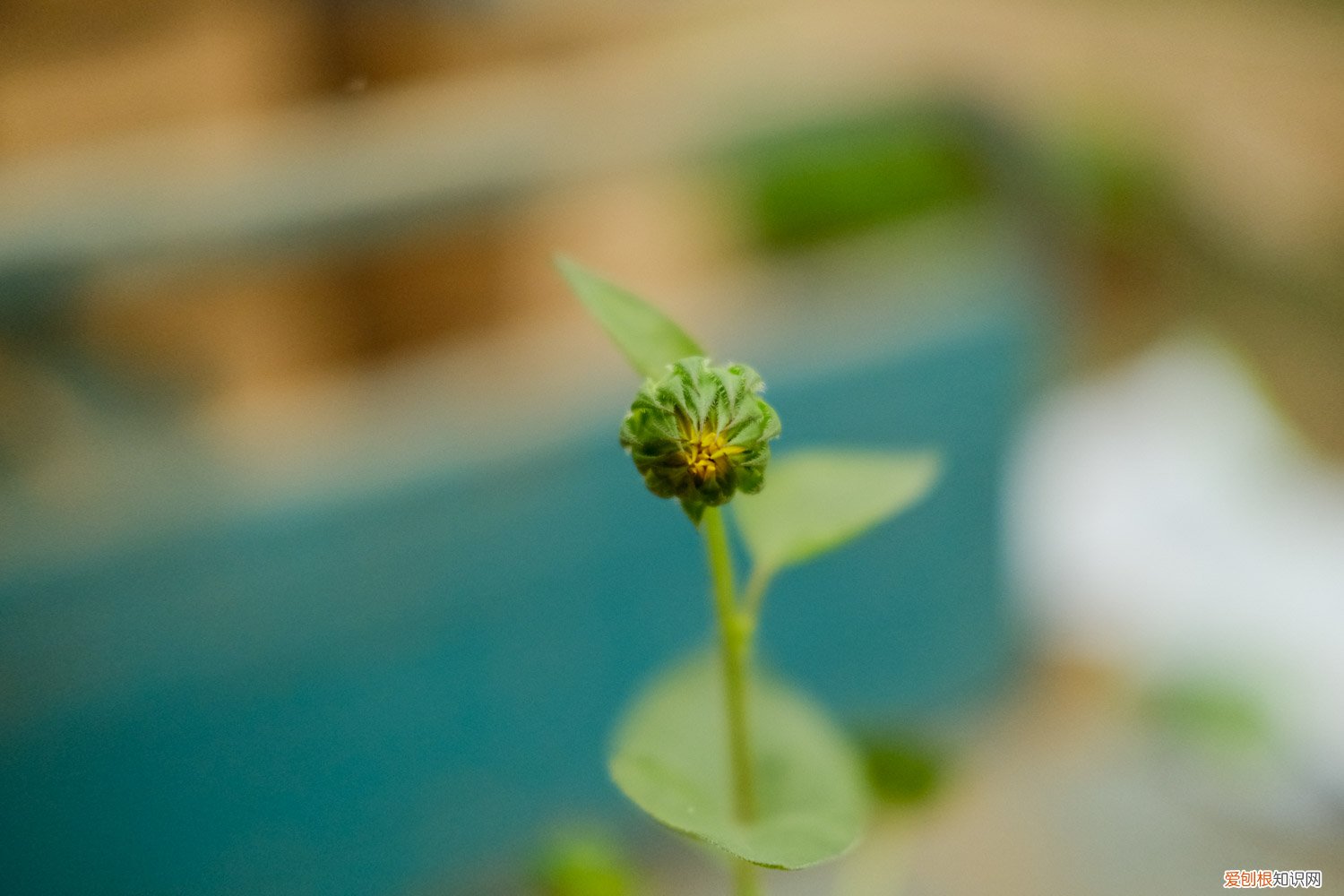 向日葵种子哪头朝下种 向日葵种子哪一头朝下