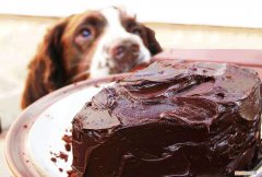 小狗吃了奥利奥怎么办 狗吃了奥利奥怎么补救