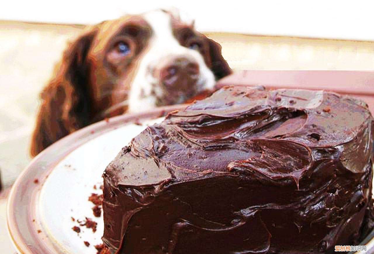 小狗吃了奥利奥怎么办 狗吃了奥利奥怎么补救