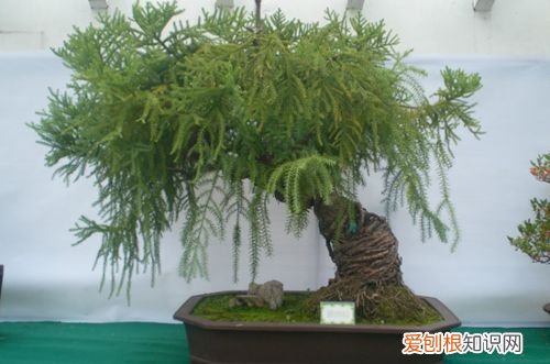 图 澳洲杉叶子发黄的原因 澳洲杉叶子发黄怎么办