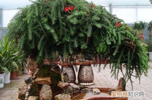 图 澳洲杉叶子发黄的原因 澳洲杉叶子发黄怎么办