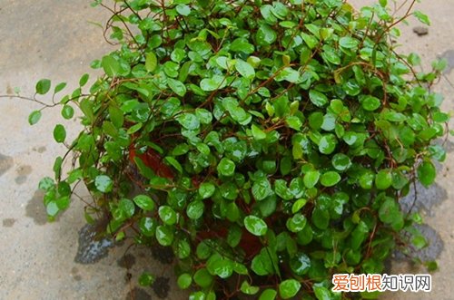 图 千叶吊兰干枯掉叶子什么原因 千叶吊兰干枯掉叶子怎么办