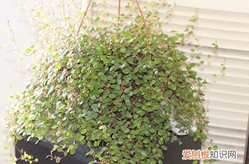 图 千叶吊兰干枯掉叶子什么原因 千叶吊兰干枯掉叶子怎么办