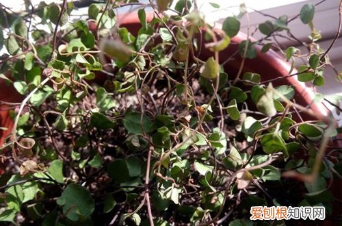 图 千叶吊兰干枯掉叶子什么原因 千叶吊兰干枯掉叶子怎么办