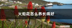 火炬花怎么养护 火炬花的光照/土壤/温度/水分/施肥方法