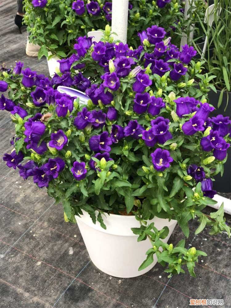 风铃草花期可以施肥吗 风铃草的光照/土壤/温度/水分/施肥方法