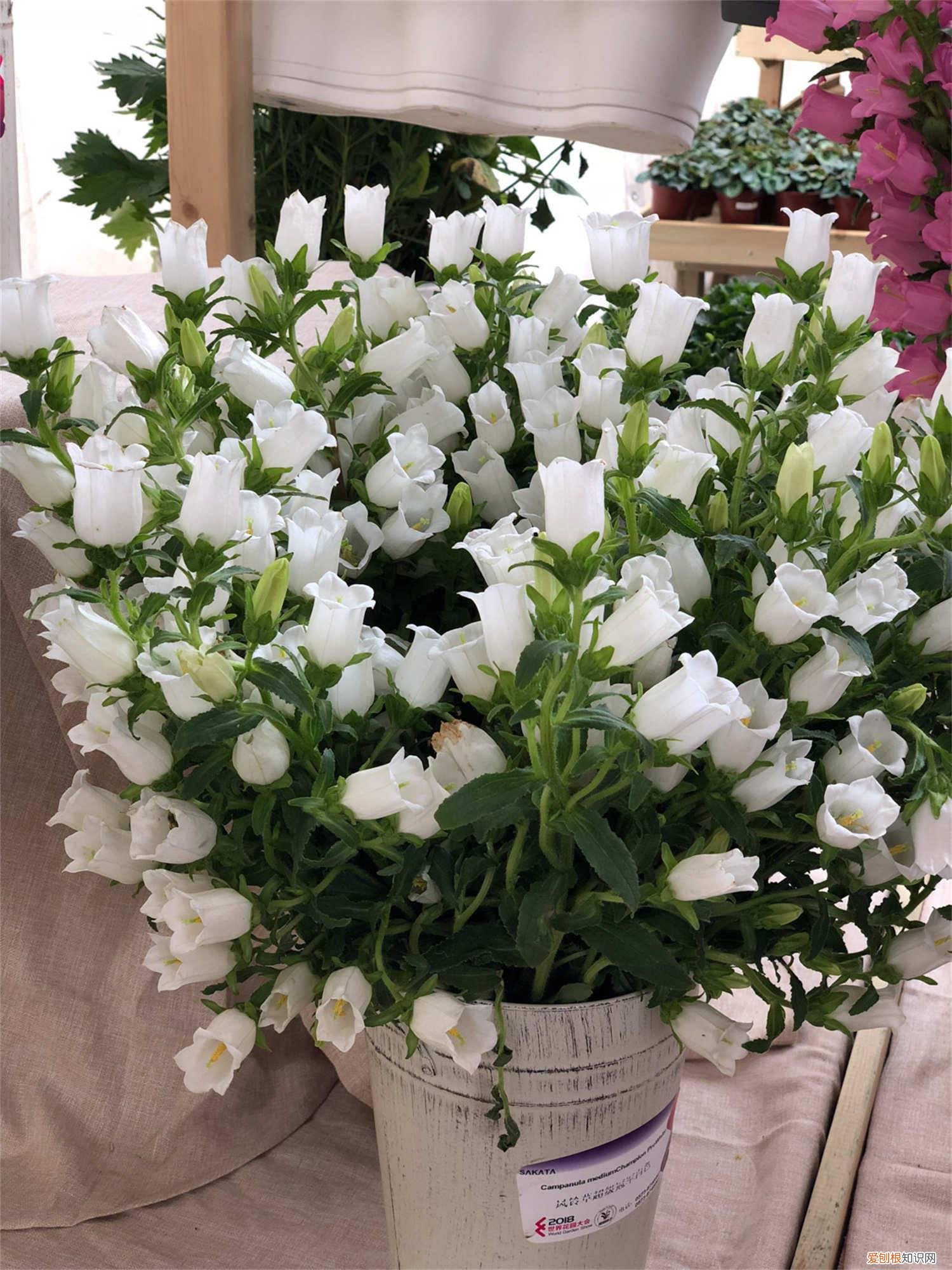 风铃草花期可以施肥吗 风铃草的光照/土壤/温度/水分/施肥方法