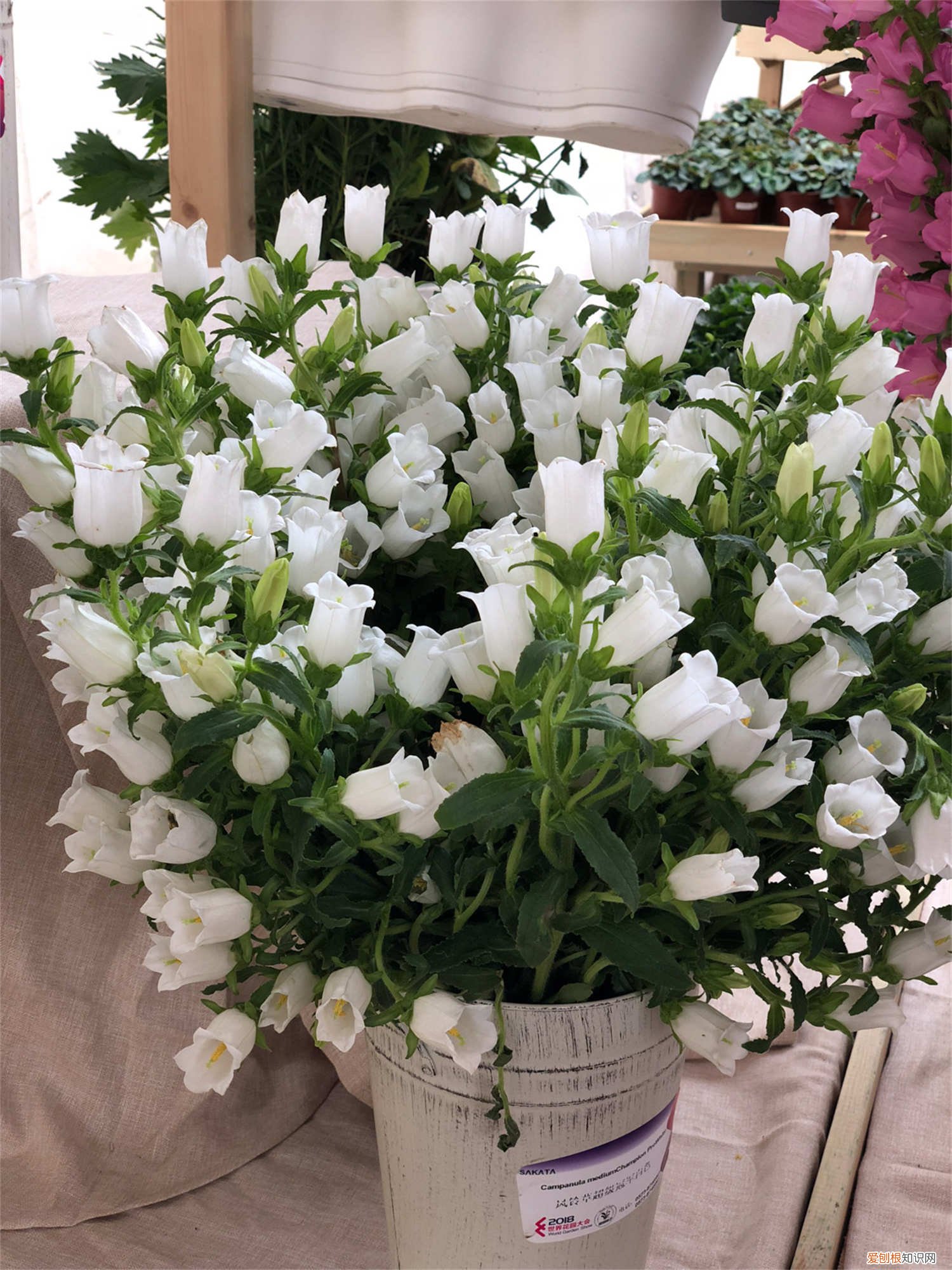 风铃草招虫子吗 风铃草有哪些病虫害,应如何防治