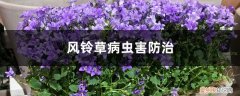 风铃草招虫子吗 风铃草有哪些病虫害，应如何防治