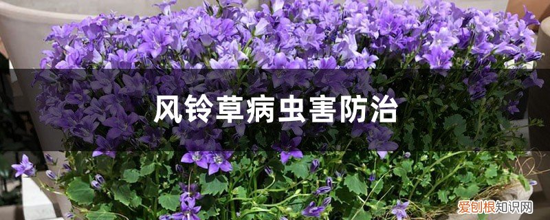 风铃草招虫子吗 风铃草有哪些病虫害,应如何防治